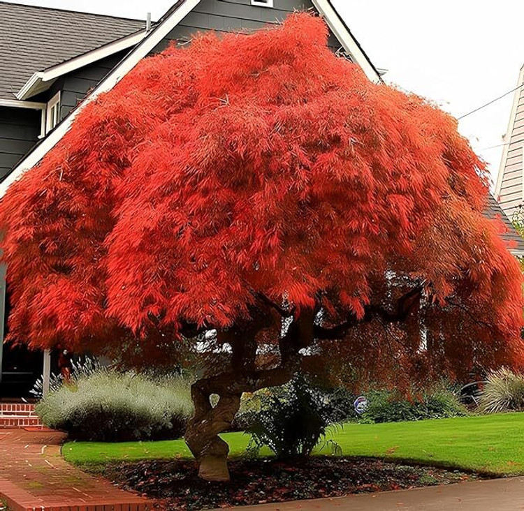 10 Seeds Acer Grosseri (Grosser Maple) - Rare Hardy Tree Seeds for Bonsai & Landscaping - Exotic Planting Variety