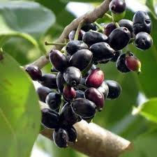 Black Java Plum Tree 12” Live Indian Jamun Plant Syzygium cumini Tropical Fruit Tree Edible Rare Fruit Plant
