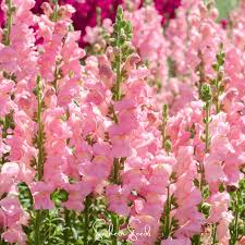 Candelabra Rose Snapdragon Seeds | 1000+ Seeds | Rose-Pink Blooms | Antirrhinum majus | Pollinator-Friendly Garden Flowers