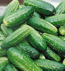 Bush Pickle Cucumber Seeds - 15 Seeds, Compact F1 Hybrid (Cucumis sativus) for Gardens & Containers, Heat-Tolerant & Disease-Resistant
