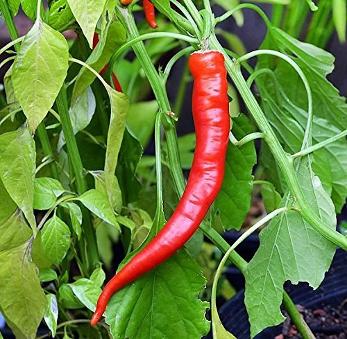 Cowhorn Pepper Seeds – 25 Heirloom Spicy Seeds – Capsicum annuum – High-Yielding, Perfect for Fresh Eating & Sauces