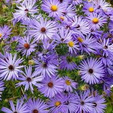 200 Aster AROMATIC Blue Purple Seeds, Perennial Heirloom, Non-GMO, Fragrant Garden Flowers, Fall Blooms, Attract Pollinators
