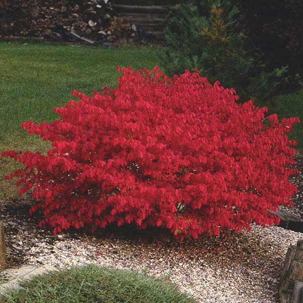 Dwarf Burning Bush Bare Root Shrub - Vibrant Red Foliage - Euonymus alatus - Low Maintenance for Borders & Hedges
