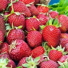 Everbearing Strawberry Plants Pack of 12 Albion Fragaria x ananassa Bare Root for Zones 4-9, Disease-Resistant, High-Yield