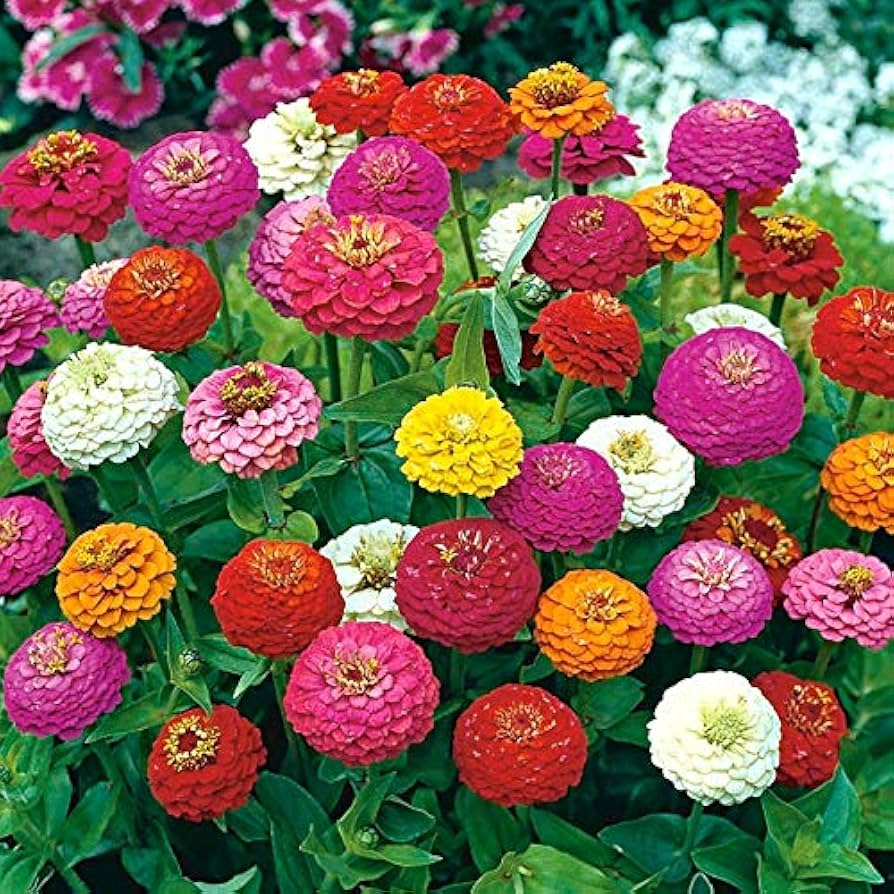 200 Seeds Zinnia Lilliput Mix Elegans Heirloom Non-GMO Mixed Colors Pollinator-Friendly Garden Flowers