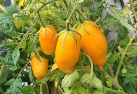 30 Banana Legs Tomato Seeds - Heirloom Yellow Paste Tomato, Solanum lycopersicum, Mild & Meaty for Sauces, High Yielding