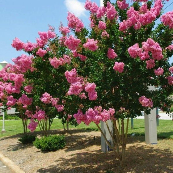 7 Live 6” Dark Pink Crepe Myrtle Cuttings | Lagerstroemia Indica | Fast-Growing, Drought-Tolerant Ornamental