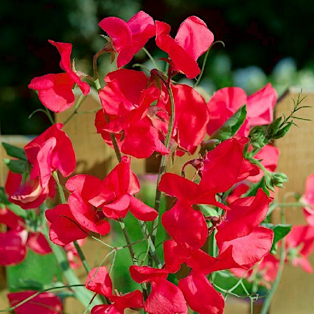 Monaco Sweet Pea Seeds 50+ Pack | Deep Red Fragrant Blooms | Lathyrus odoratus | Climbing Vines for Trellises & Bouquets