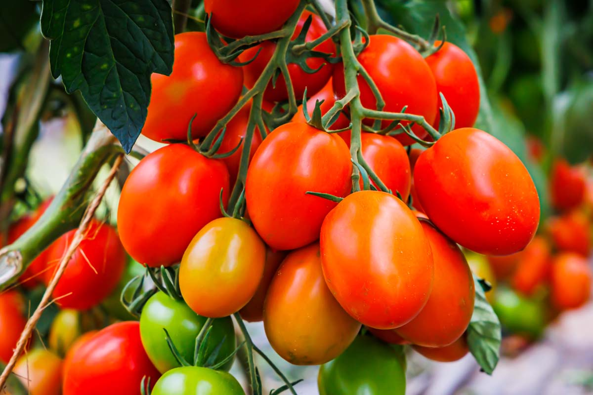 50 Seeds Tomato Roma Heirloom Plum Tomato (Solanum lycopersicum) - Perfect for Sauces, Soups, and Canning