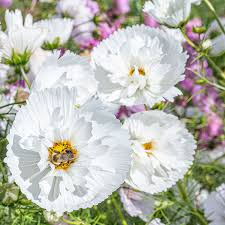 200+ Cupcake White Cosmos Seeds - Unique Cup-Shaped Blooms - Cosmos bipinnatus 'Cupcake White' - Pollinator-Friendly Annuals