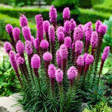 Elegant Blazingstar Seeds | 25 Seeds | Pink-Purple Flower Spikes | Pollinator-Friendly | Liatris elegans - Native Wildflower