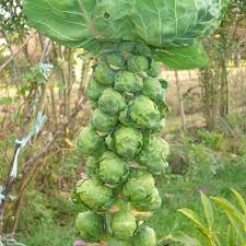 250 Seeds Long Island Improved Brussel Sprouts - Brassica oleracea Heirloom for Gardening & Nutritious Harvest