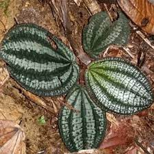 Phyllagathis rajah Live Bare Root Plant, Rare Tropical Terrarium Foliage, Exotic Indoor Garden Plant