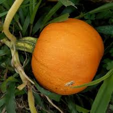 5 Seeds Small Sugar Pumpkin - Heirloom Variety (Cucurbita pepo) for Gardening, Baking & Decorative Use