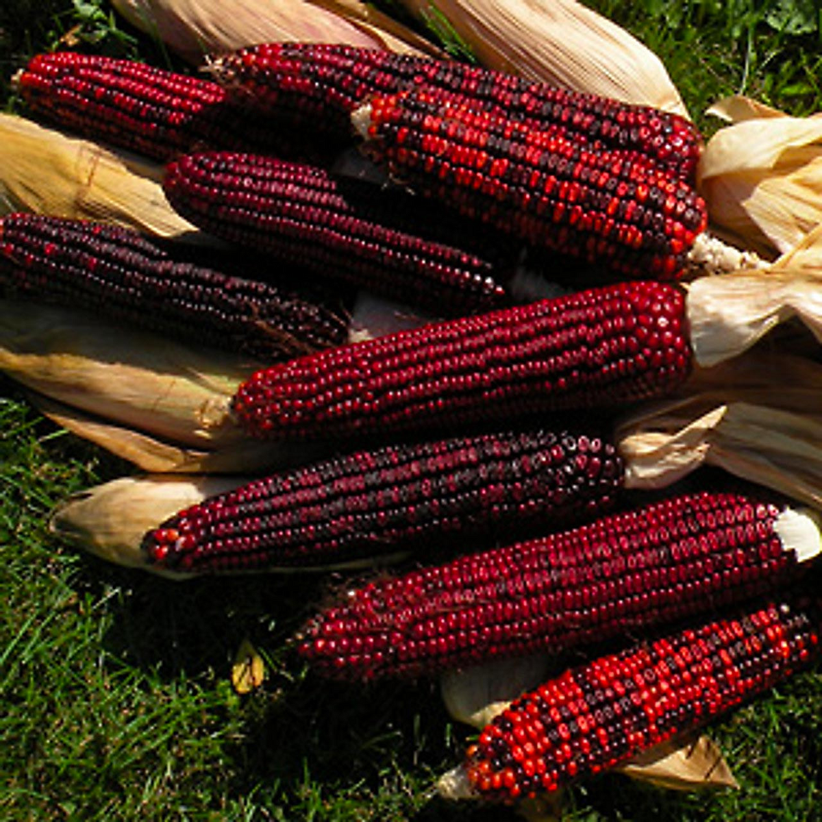 Corn Seeds 25 Count Bloody Butcher Heirloom Zea mays with Red Kernels for Planting & Gardening, 110 Days to Harvest