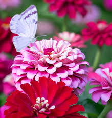 100 Seeds Zinnia 'Ice Queen' Bi-Color Pink White Flowers, Non-GMO, Pollinator-Friendly, Zinnia elegans