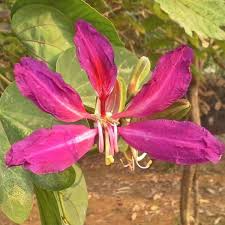 Bauhinia Purpurea Seeds - 10 Seeds, Purple Orchid Tree, Fast-Growing Tropical Flowering Tree, Ornamental Plant