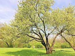 Washington Hawthorn Tree Live Bare Root Plant 12-24" Crataegus phaenopyrum - Ornamental Tree with White Flowers & Red Berries