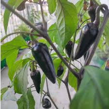 10 Seeds Mulato Isleno Poblano Pepper, Mild Chili Pepper Variety, Capsicum Annuum, Dark Green to Deep Brown