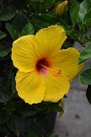Exotic Tequila Hibiscus Live Starter Plant 3-5 Inches, Hibiscus rosa-sinensis 'Tequila', Bright Orange-Red-Yellow Blooms