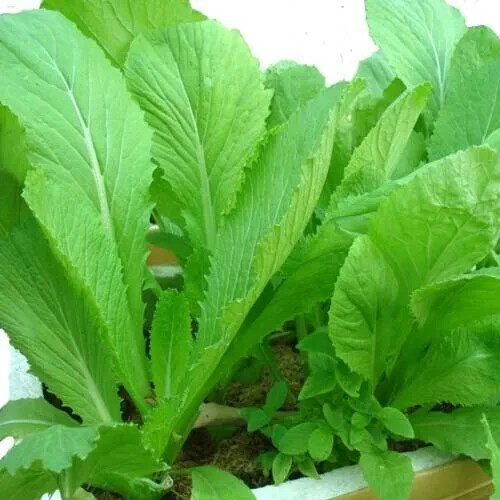 Chinese Mustard Green Seeds - 2,000 Fast-Grow Gai Choy, Brassica juncea, Nutrient-Rich, USA Seller, Ideal for Stir-Fries & Salads