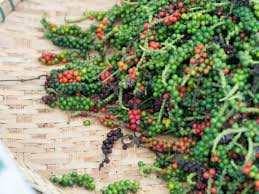 20 Black Peppercorn Seeds - Piper nigrum, Spice Plant, Indoor Garden, Aromatic Herb, Fresh Cooking Spice, Garden Starter
