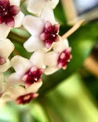 Hoya Golden Eye Plant - 4" Pot - Rare Vining Hybrid with Stunning Veining - Hoya sp. 'Golden Eye' (Mike Miyashiro)