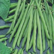 Petite Filet French Bean Seeds 5g | Gourmet Stringless Haricots Verts | Phaseolus vulgaris | High Yield, Easy to Grow