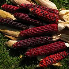 Heirloom Bloody Butcher Corn Seeds – Red Kernels for Flour & Decor (Zea mays) - Drought-Tolerant, Non-GMO Variety