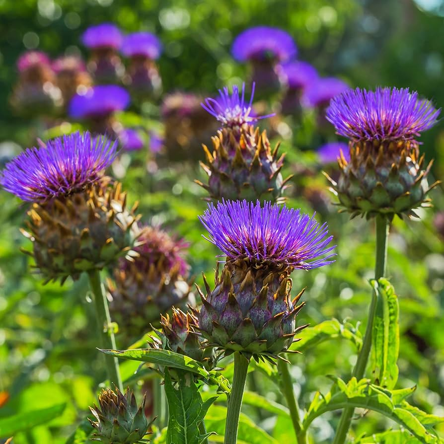 15 Seeds Cardoon, Ornamental Edible Perennial, Cynara Cardunculus, Artichoke Flavor, Silvery-Green Foliage