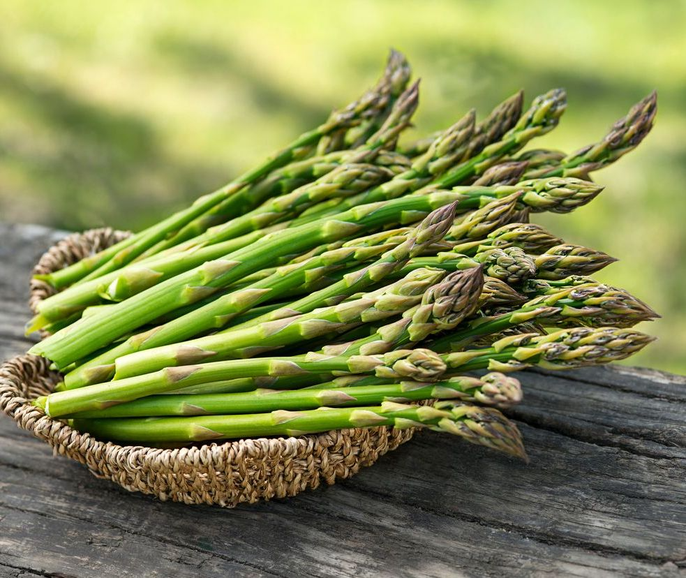 High-Yield Jersey Knight Asparagus Bare Root Plants, 2-Year Crowns, Asparagus officinalis, Disease Resistant