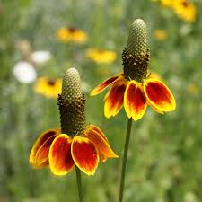 Mexican Hat Seeds 100mg, Ratibida columnifera, Drought-Tolerant Wildflower, Bold Red & Yellow Blooms, Pollinator-Friendly