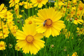 Coreopsis Seeds 100mg Dwarf Yellow Blooms Coreopsis lanceolata Compact Perennial Wildflower, Pollinator-Friendly, Drought-Tolerant