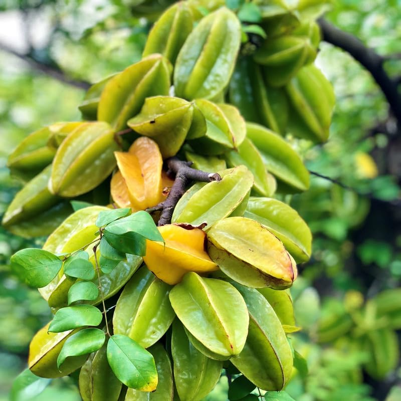 Grafted Star Fruit Seedling Starter Plant 24" Averrhoa carambola Sweet Tropical Carambola for Garden or Patio