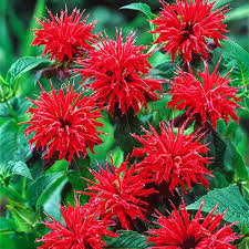 Cherry Red Monarda Bee Balm Plants (Lot of 2) | Live Perennial Flowers | Pollinator Friendly | Monarda didyma