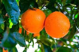 5pcs California Navel Orange Cuttings - Citrus sinensis - Sweet Seedless Fruit for Propagation and Home Gardening
