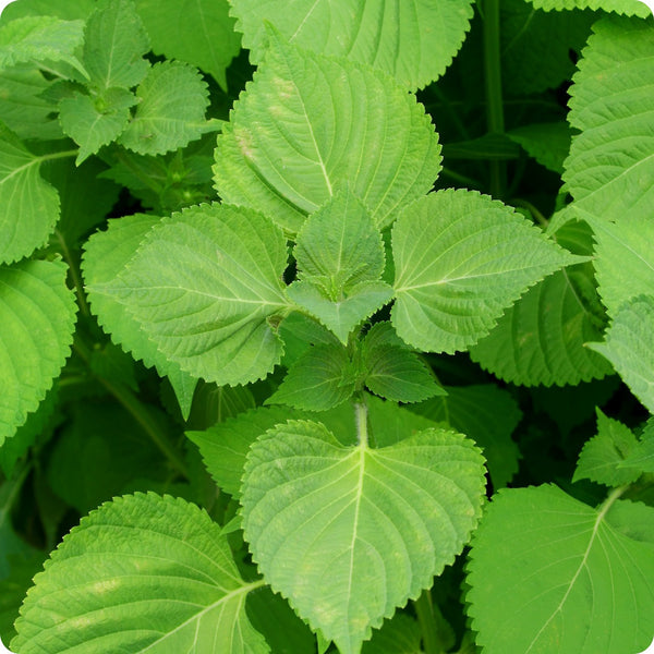 Korean Perilla Herb Seeds 500mg | Shiso, Aromatic Green Leaves | Perilla frutescens | Non-GMO, Culinary & Medicinal Herb