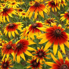 500 Seeds Daisy Gloriosa, Bright Yellow-Orange Perennial Wildflowers, Rudbeckia Hirta - Pollinator-Friendly & Drought-Tolerant
