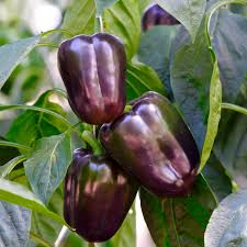 Purple Beauty Pepper Seeds - 25 Non-GMO Seeds - Capsicum annuum - Sweet Bell Pepper, Vibrant Purple, High Yield for Salads & Cooking