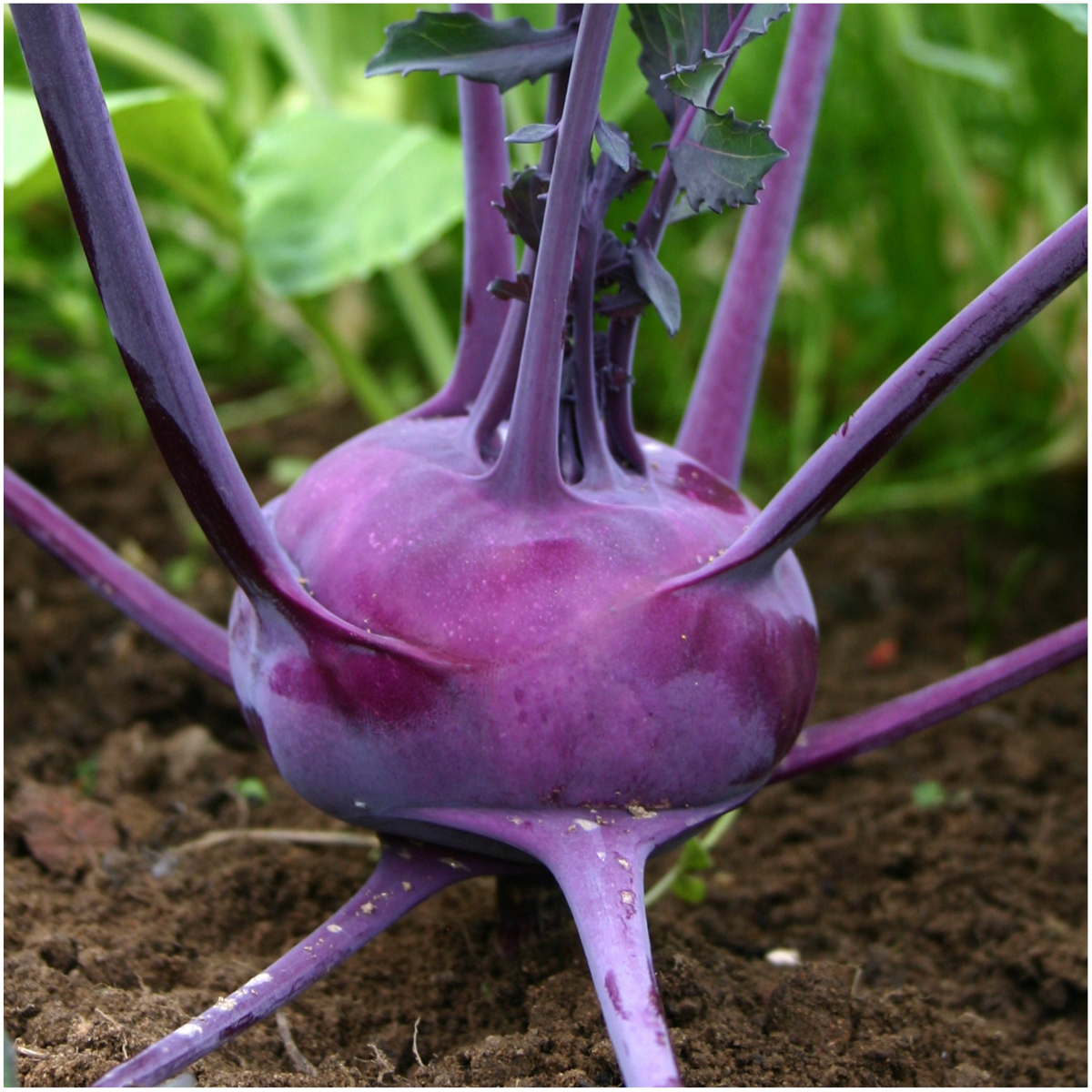 500 Purple Vienna Kohlrabi Seeds – Heirloom Non-GMO, Cold Hardy, Crisp & Sweet, Brassica oleracea, Easy to Grow