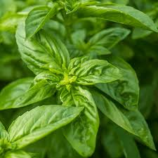300 Seeds Sweet Basil - Aromatic Culinary Herb for Cooking - Ocimum basilicum