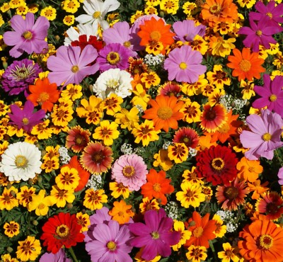 Native Flower Mix 1000 Seeds for Monarchs & Milkweed Butterflies, Non-GMO, Includes Asclepias and Wildflowers