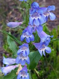 100mg Penstemon Glaber var. Alpinus Seeds, Alpine Smooth Penstemon, Blue Violet Blooms, Hardy Native Wildflower