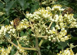 20 Bee Tree Seeds | Euodia danielli | Rare Tetradium | Pollinator-Friendly & Fast-Growing Honey Tree