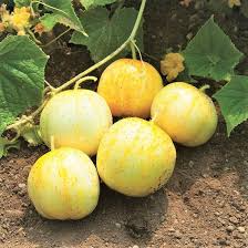 50 Seeds Lemon Cucumber - Bright Yellow, Mildly Sweet, Crisp Texture - Cucumis Sativus for Gardens & Containers