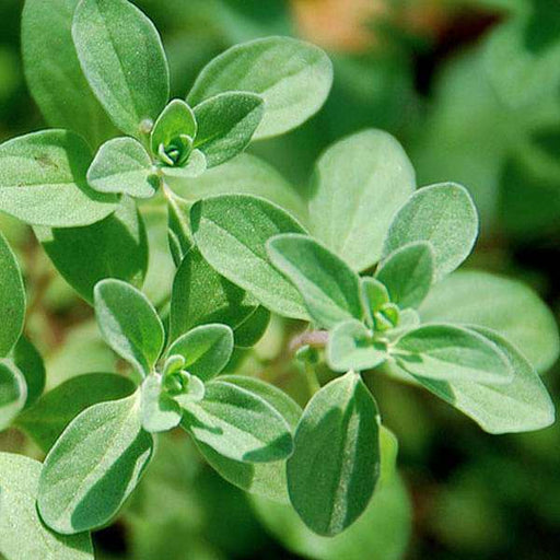 400 Seeds Marjoram - Non-GMO Aromatic Herb for Garden & Culinary Use - Origanum majorana - Easy to Grow Organic Seeds