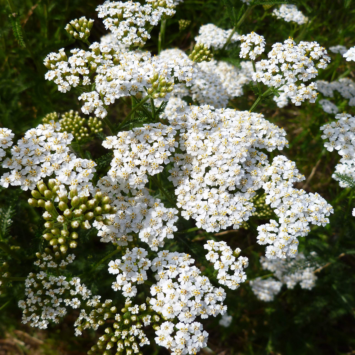 10,000 Seeds White Yarrow, Hardy Perennial Wildflower, Achillea Millefolium, Pollinator Friendly, Drought-Tolerant