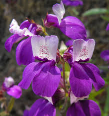 500 Chinese Houses Seeds - Collinsia heterophylla Wildflower, Non-GMO, Pollinator Attractor, Sun or Shade Friendly