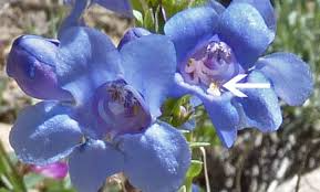 Penstemon Seeds 100mg, Bluestem Penstemon, Drought-Tolerant Wildflower, Penstemon cyanocaulis, Pollinator-Friendly