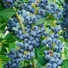 Blueberry Plant Rooted Cutting Live Bare Root Starter Vaccinium spp. Easy to Grow Edible Fruit Bush for Gardens & Containers